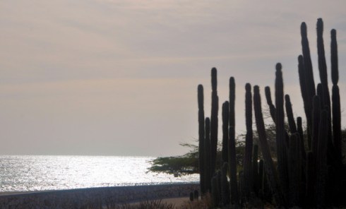 Cacti silhouette against sunshine-on-sea, Arashi Beach - August 15, 2013