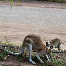 Kangaroos at Aurora Kakadu 5-13-07