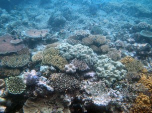 Michaelmas Reef, Great Barrier Reef 5-19-07