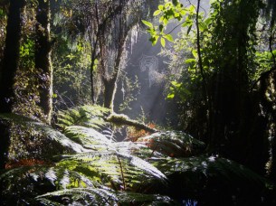 Rainforest - Lake Matheson – Westland Tai Poutini NP 4-12-07