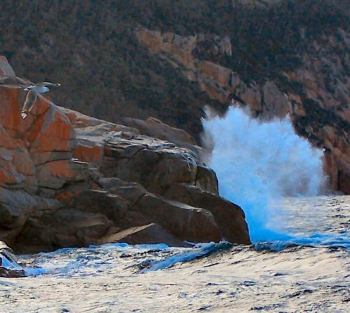 Seagull &amp; surf at Bluestone Bay, Freycinet NP 5-3-07