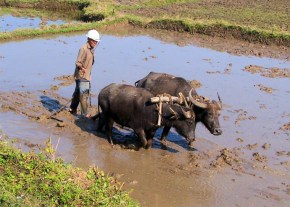 Water Buffalo - Highway 1-A