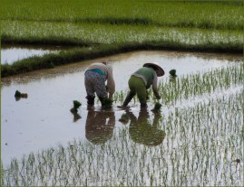 Women working in rice paddy - VN1 S of Hoi An