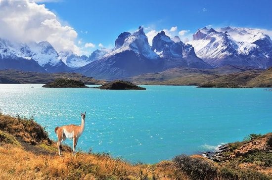 Llama-fiord-Andes